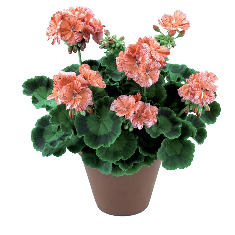 Vyöhykepelargoni Flic Flac Red Nova (Kasvutapa)