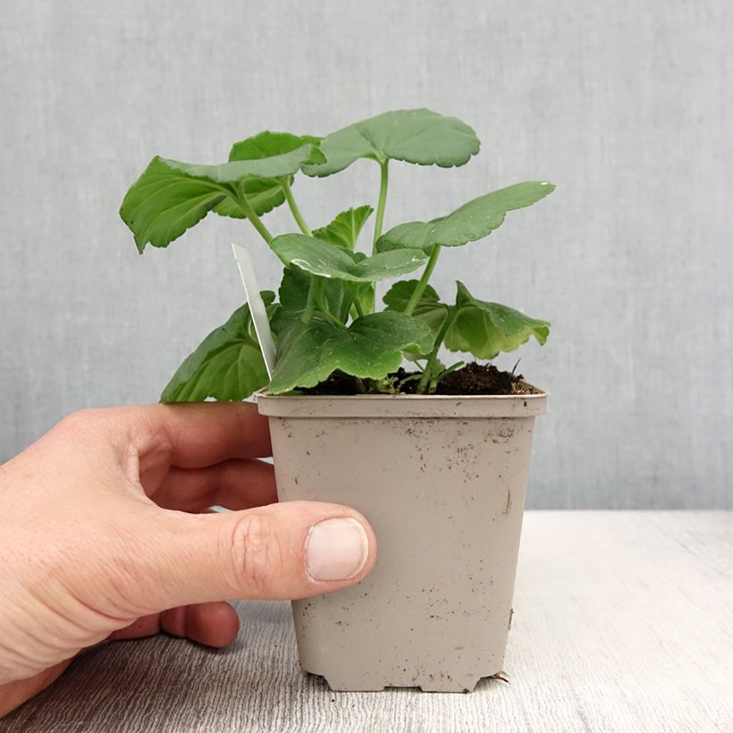 Esimerkki keväällä toimitetusta Vyöhykepelargoni Icecrystal 8/9 cm taimiruukku-taimesta