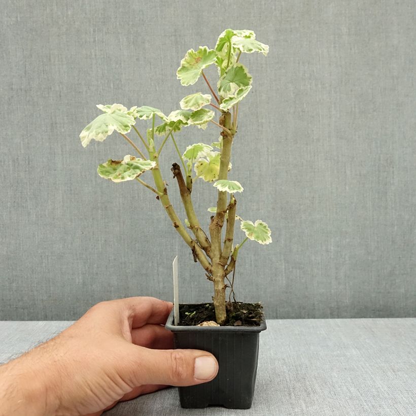 Esimerkki kesällä toimitetusta Vyöhykepelargoni Mme Salleron 7/8 cm taimiruukku-taimesta