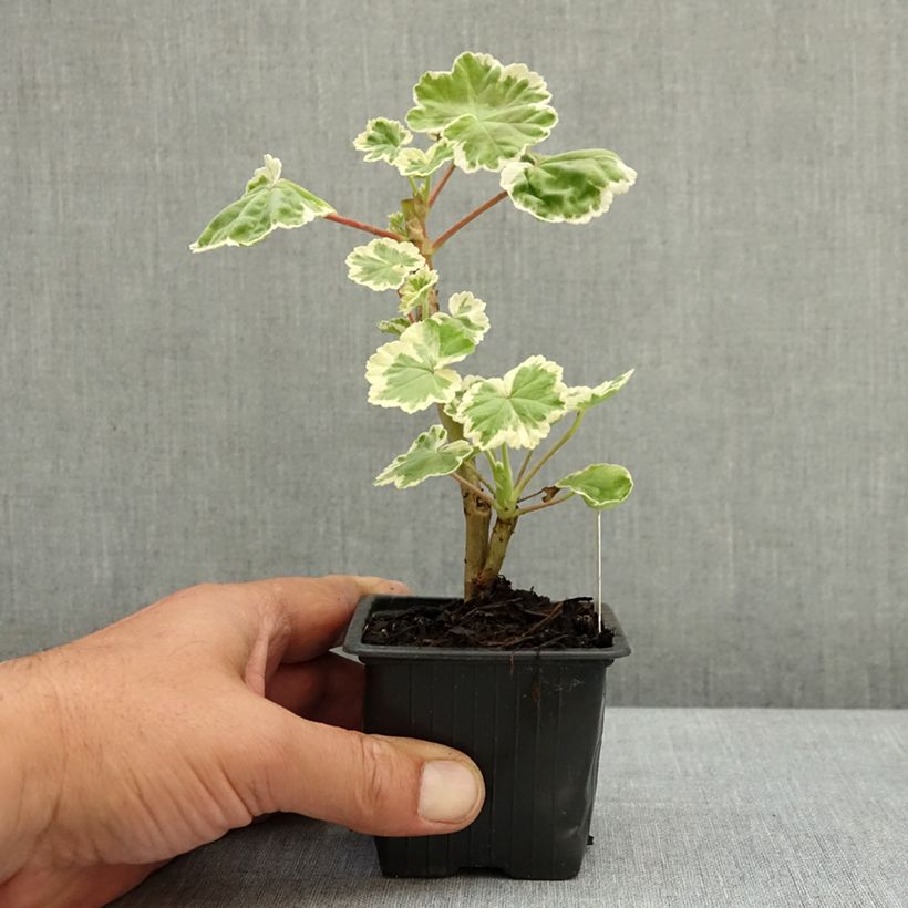 Esimerkki keväällä toimitetusta Vyöhykepelargoni Mme Salleron 7/8 cm taimiruukku-taimesta