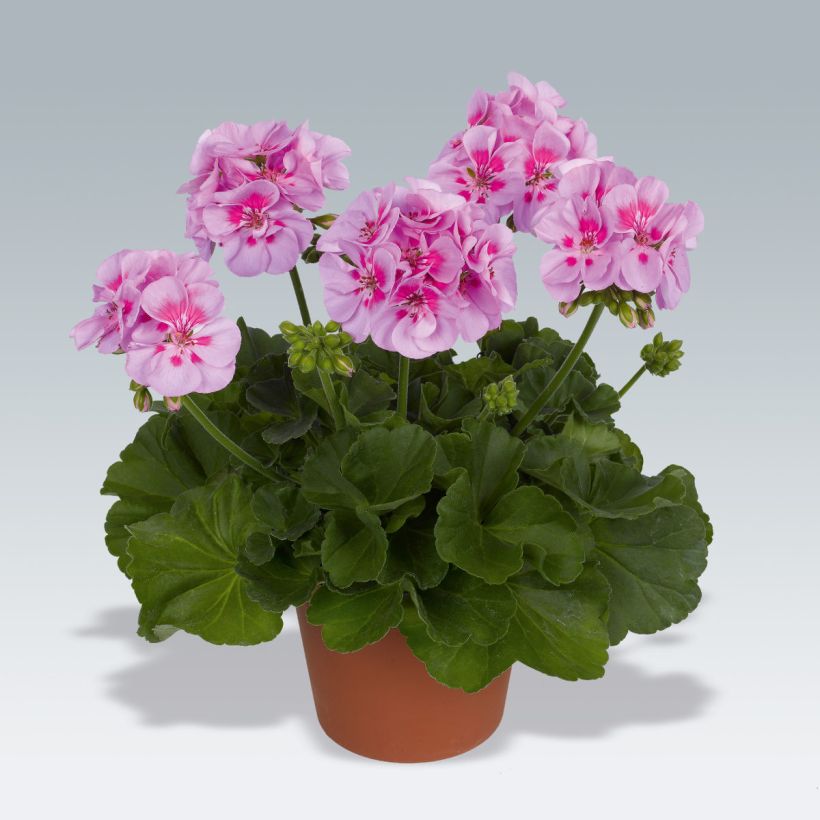 Vyöhykepelargoni Icecrystal (Kasvutapa)