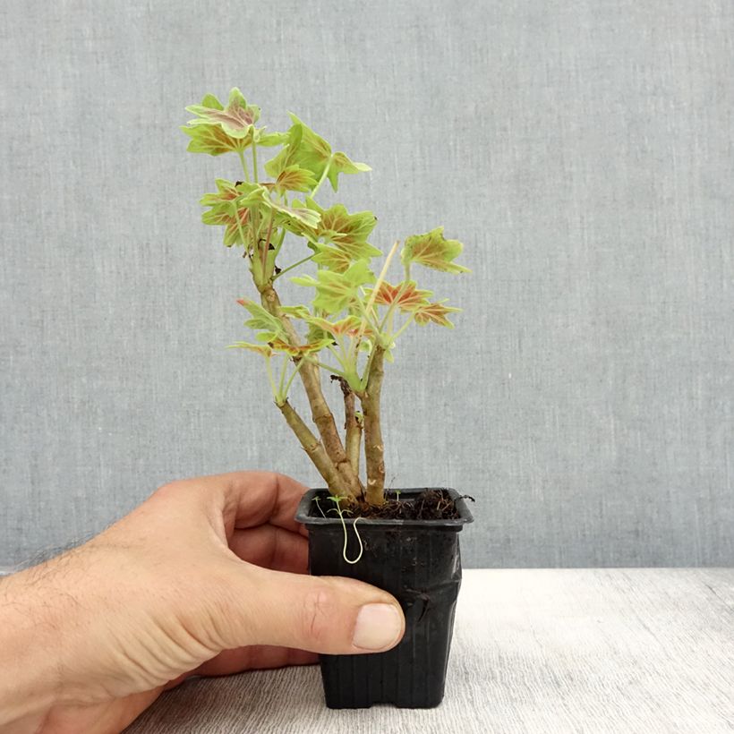 Esimerkki syksyllä toimitetusta Vyöhykepelargoni Vancouver Centennial 7/8 cm taimiruukku-taimesta