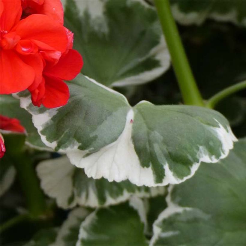 Vyöhykepelargoni Fantaisy Wilhelm Langguth (Lehvistö)
