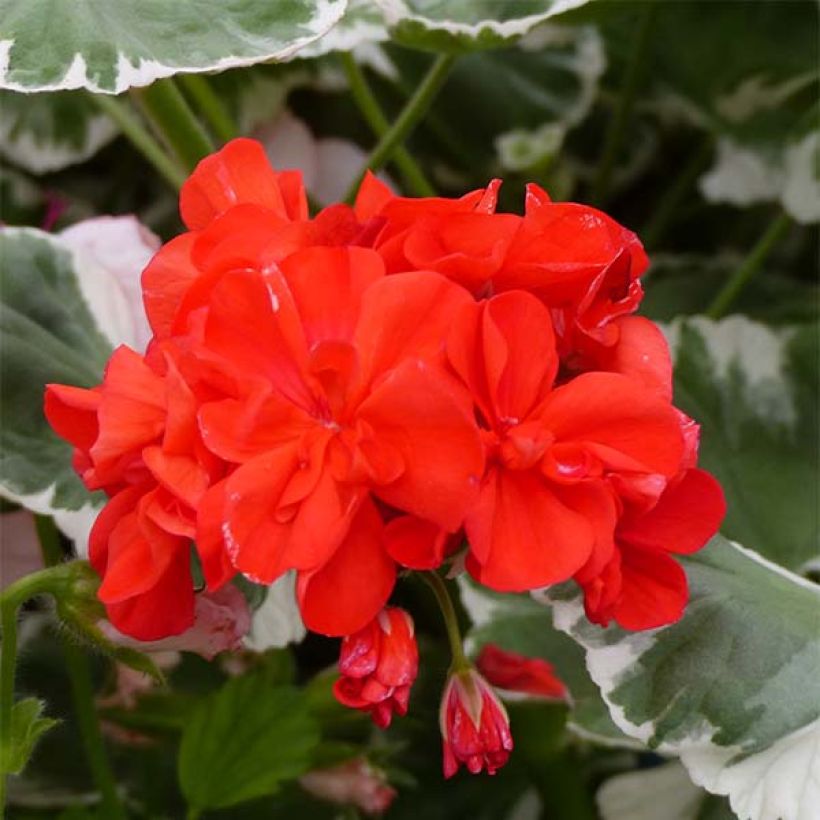 Vyöhykepelargoni Fantaisy Wilhelm Langguth (Kukinta)