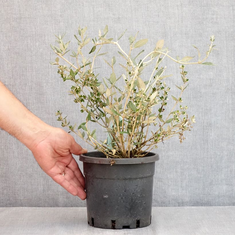 Esimerkki kesällä toimitetusta Teurikka - Teucrium fruticans Pot de 2L/3L-taimesta