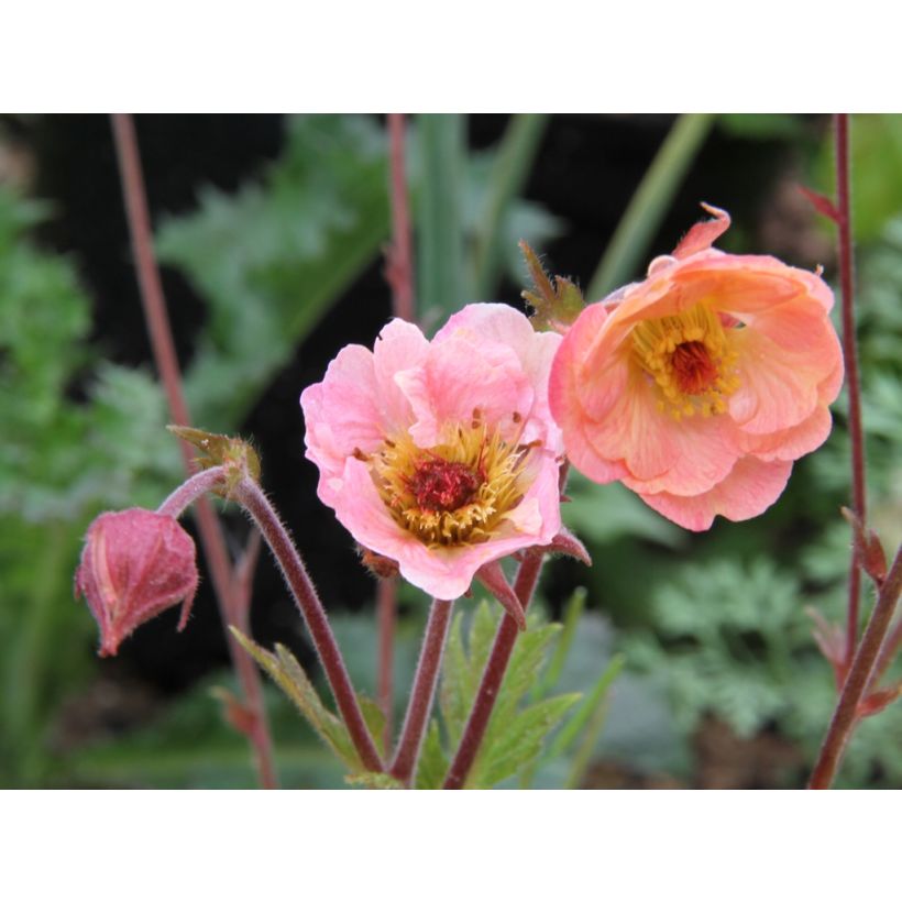 Tulikellukka Cosmopolitan (Kukinta)