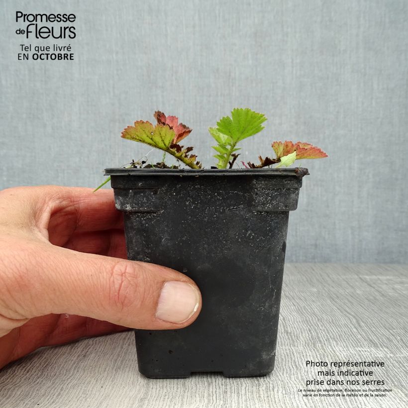 Esimerkki syksyllä toimitetusta Tarhakellukka Lady Stratheden 7/8 cm taimiruukku-taimesta