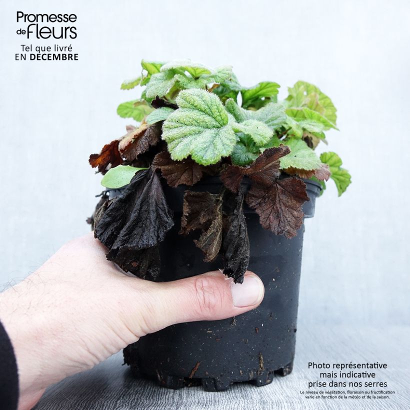 Esimerkki syksyllä toimitetusta Geum coccineum Borisii - Benoîte orange Pot de 2L/3L-taimesta