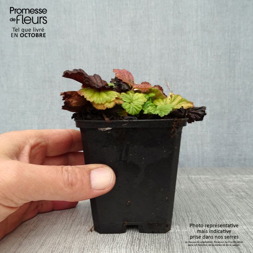 Esimerkki syksyllä toimitetusta Tulikellukka Borisii 8/9 cm taimiruukku-taimesta