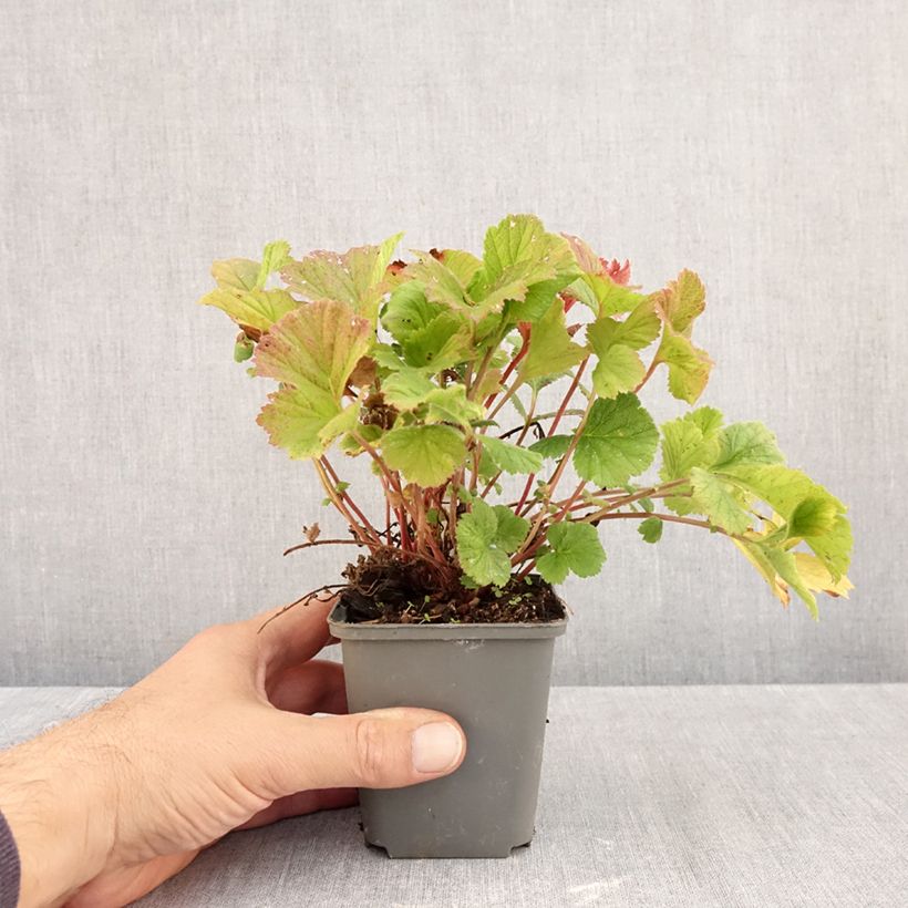 Esimerkki syksyllä toimitetusta Tulikellukka Karlskaer 8/9 cm taimiruukku-taimesta