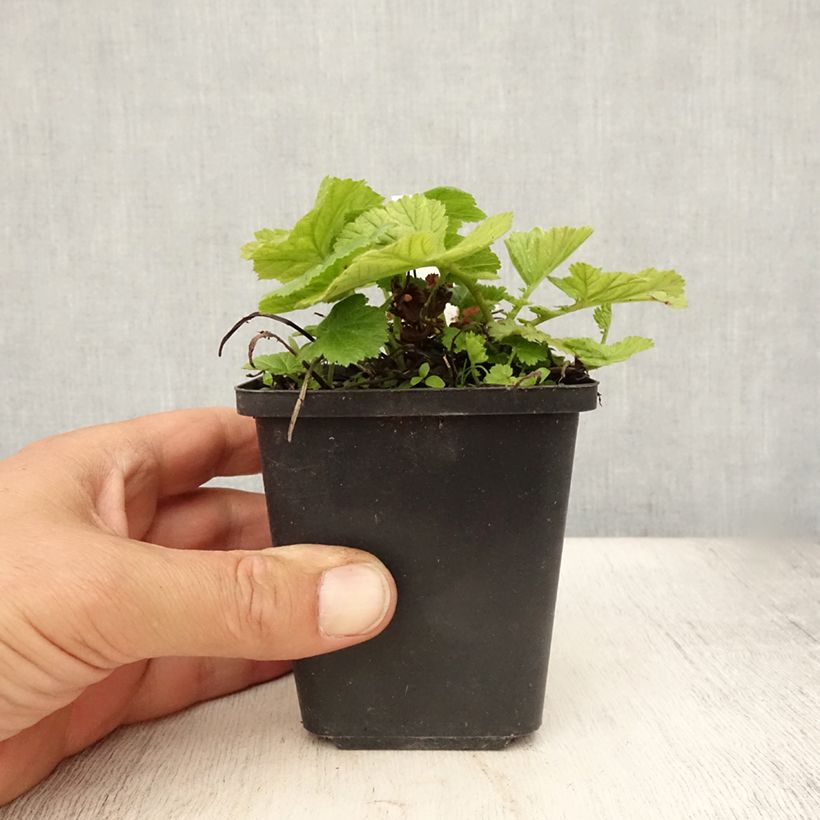 Esimerkki kesällä toimitetusta Geum coccineum Koi - Benoîte Godet de 8/9 cm-taimesta