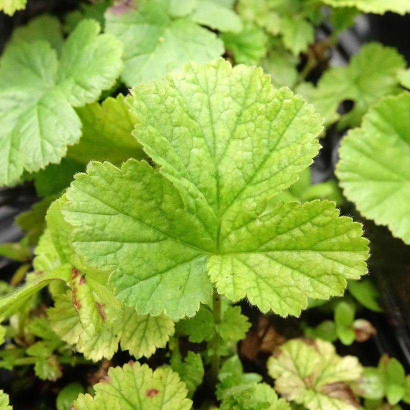 Tulikellukka Koi (Lehvistö)