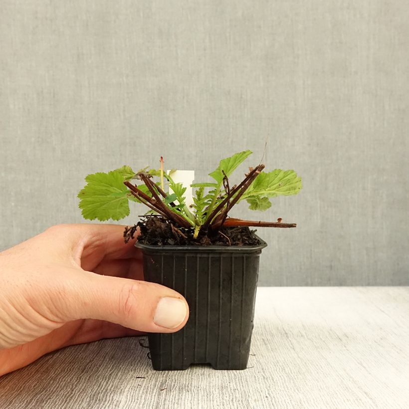 Esimerkki syksyllä toimitetusta Geum coccineum Red Wings - Benoîte rouge double Godet de 8/9 cm-taimesta