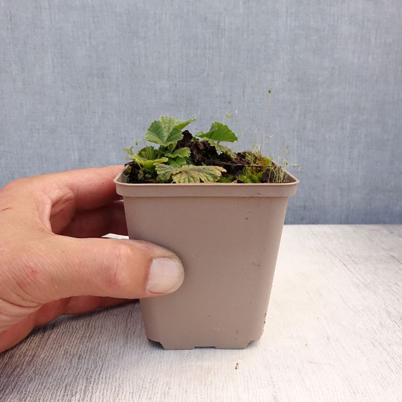Esimerkki kesällä toimitetusta Tulikellukka Werner Arends Godet de 8/9 cm-taimesta