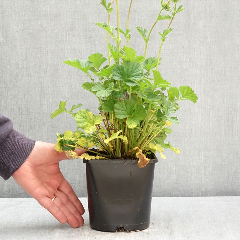 Esimerkki keväällä toimitetusta Tulikellukka Coral Tempest Pot de 2L/3L-taimesta