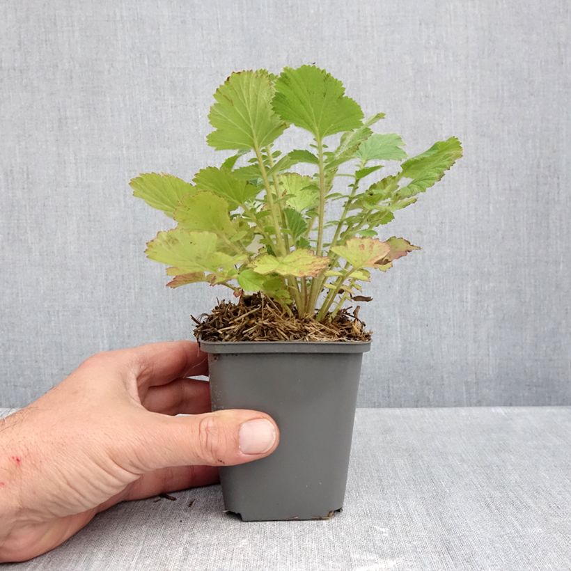 Esimerkki syksyllä toimitetusta Tulikellukka Firestarter 8/9 cm taimiruukku-taimesta