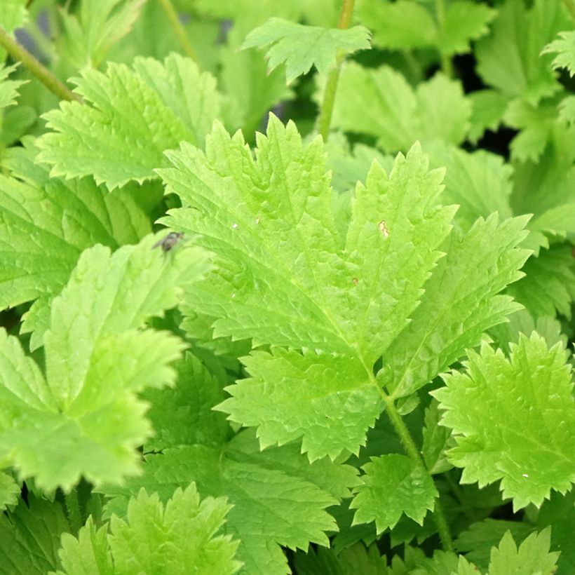 Tulikellukka Nonna (Lehvistö)