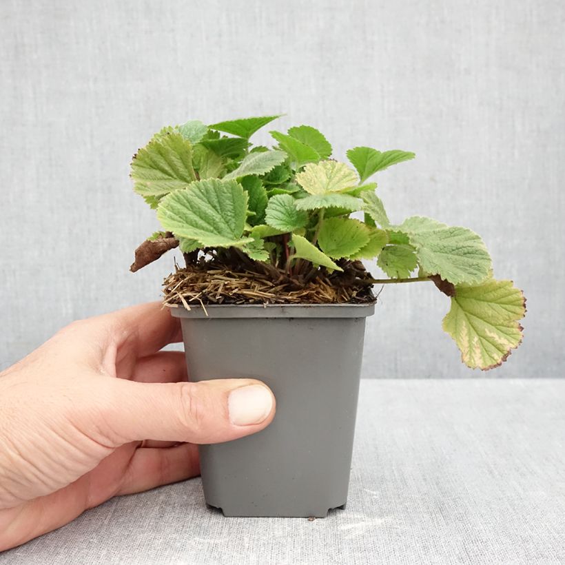 Esimerkki syksyllä toimitetusta Tulikellukka Orange Pumpkin 7/8 cm taimiruukku-taimesta