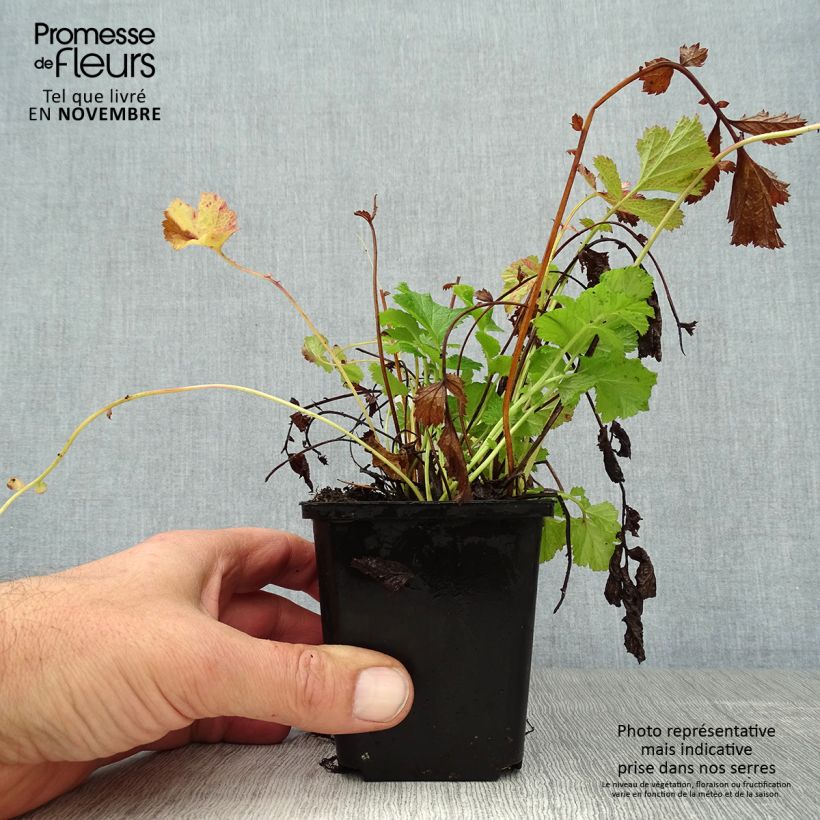 Esimerkki syksyllä toimitetusta Ojakellukka Leonard's Variety 7/8 cm taimiruukku-taimesta