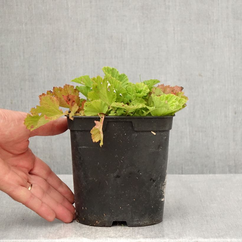 Esimerkki syksyllä toimitetusta Ojakellukka Leonard's Variety 2 litran/3 litran ruukku-taimesta