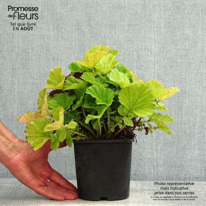 Esimerkki kesällä toimitetusta Tulikellukka Scarlet Tempest Pot de 2L/3L-taimesta