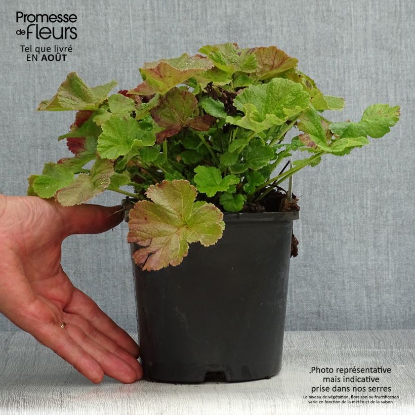 Esimerkki kesällä toimitetusta Tulikellukka Tempo Rose Pot de 2L/3L-taimesta
