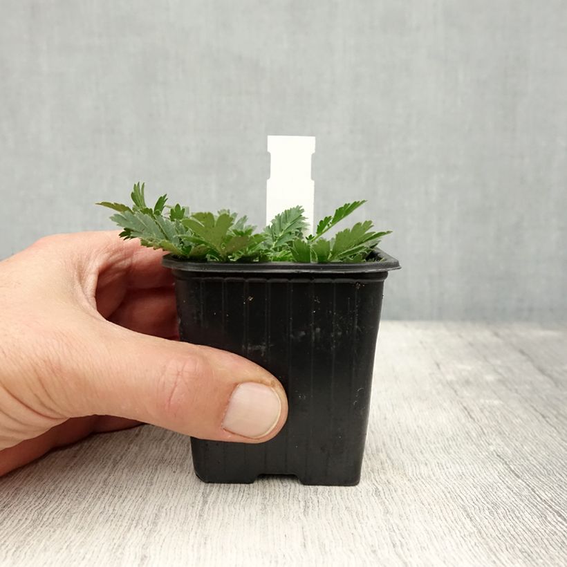 Esimerkki syksyllä toimitetusta Sulkakellukka - Geum triflorum 8/9 cm taimiruukku-taimesta