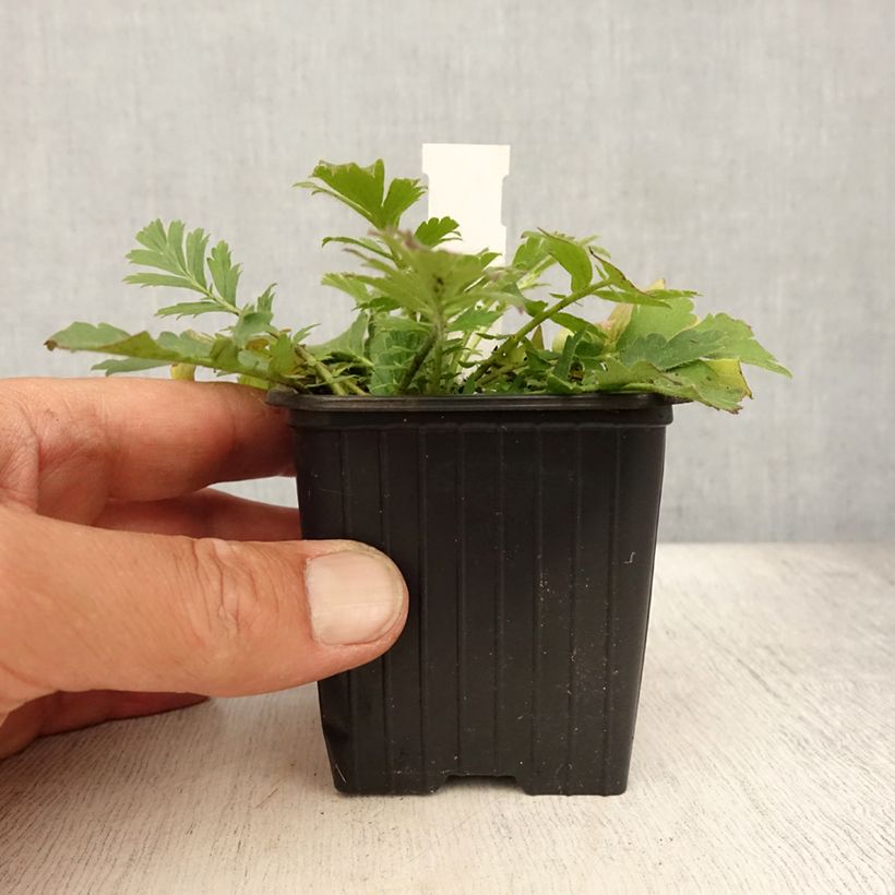 Esimerkki kesällä toimitetusta Sulkakellukka - Geum triflorum Godet de 8/9 cm-taimesta