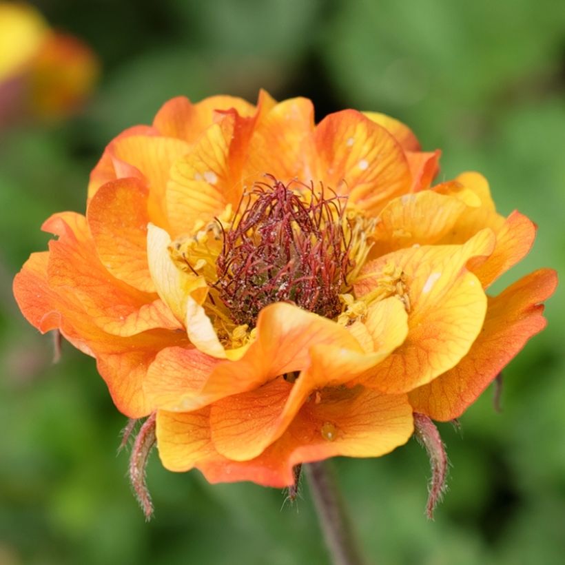 Tulikellukka Tutti Frutti (Kukinta)