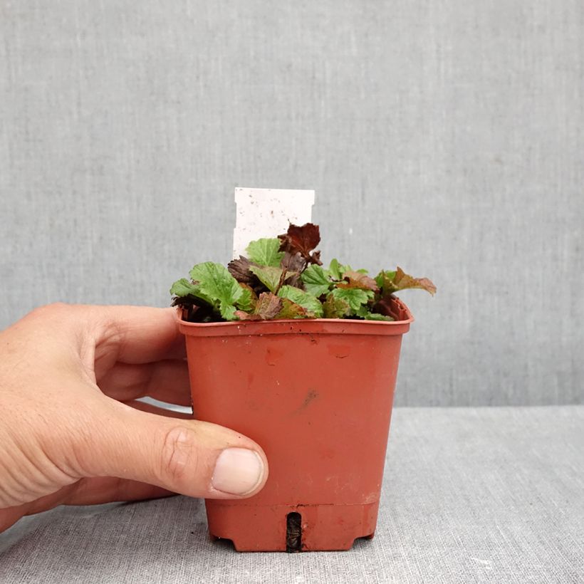 Esimerkki syksyllä toimitetusta Tulikellukka Tutti Frutti 8/9 cm taimiruukku-taimesta