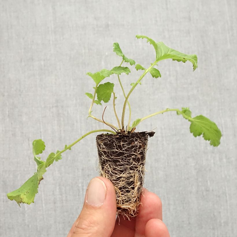 Esimerkki syksyllä toimitetusta Tulikellukka Tutti Frutti Minipaakku Ø 3/4 cm-taimesta