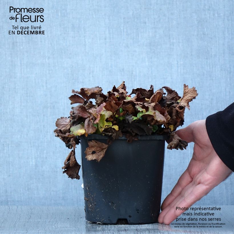 Esimerkki syksyllä toimitetusta Geum Tutti Frutti - Benoîte jaune orangé Pot de 2L/3L-taimesta