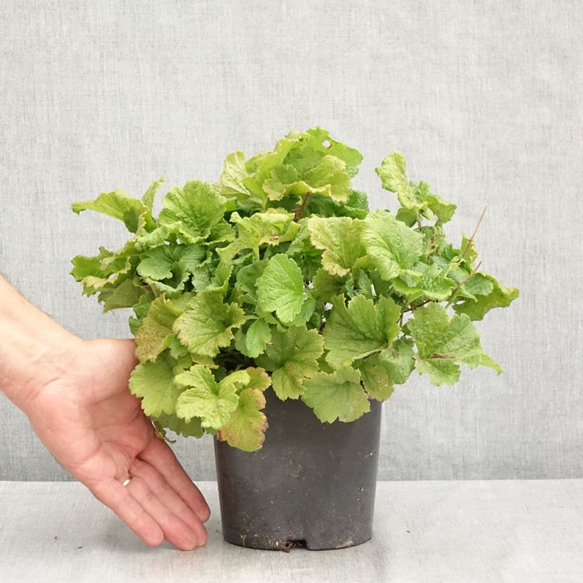 Esimerkki kesällä toimitetusta Tulikellukka Tutti Frutti Ruukku 2L / 3L-taimesta