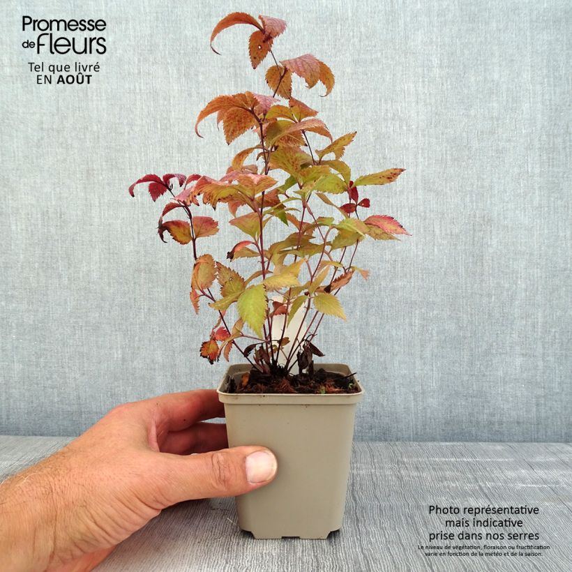 Esimerkki kesällä toimitetusta Enkeliperhoangervo Pink Profusion Godet de 8/9 cm-taimesta