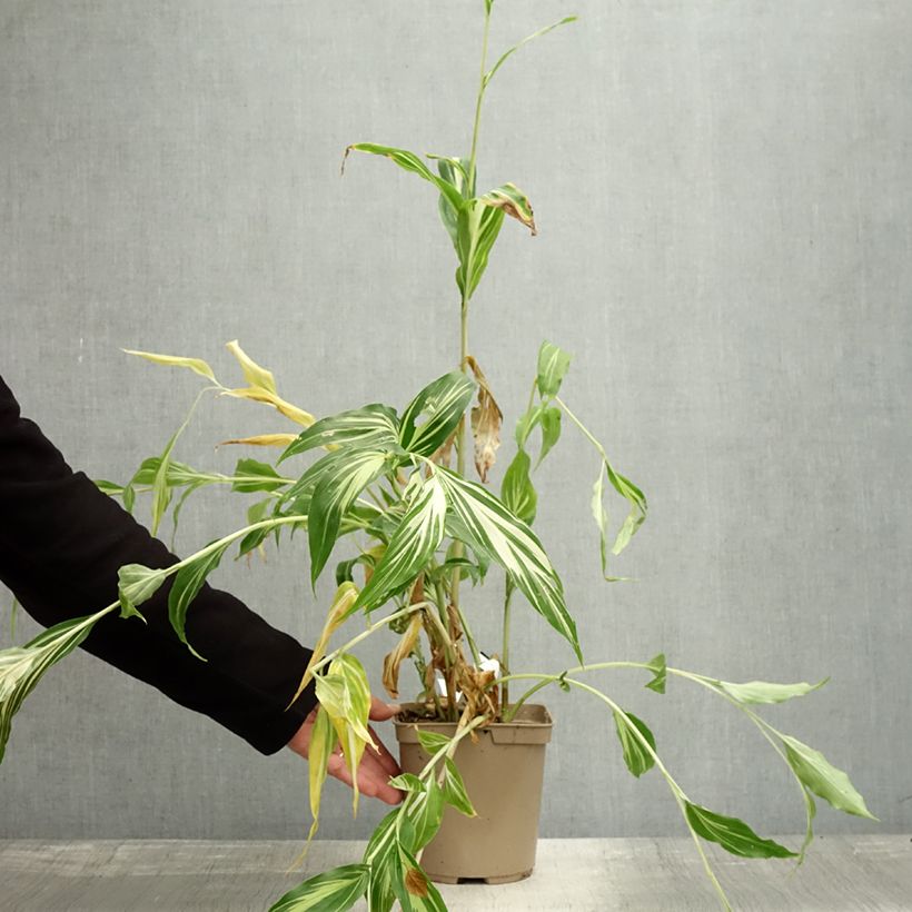 Esimerkki syksyllä toimitetusta Gingembre japonais - Zingiber mioga Dancing Crane Pot de 3L/4L-taimesta