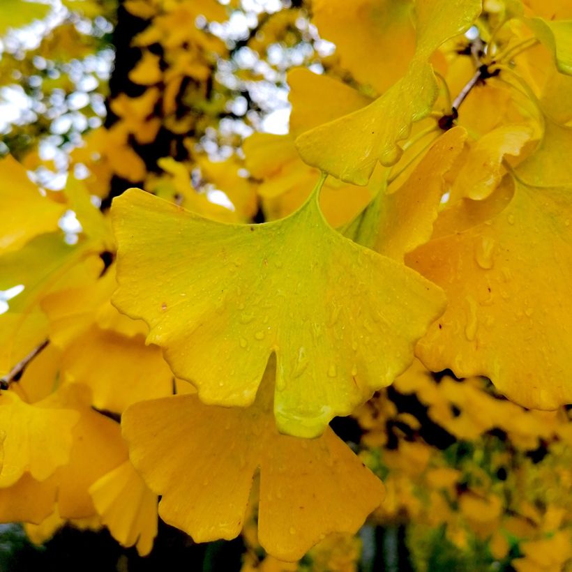 Neidonhiuspuu Autumn Gold (Lehvistö)