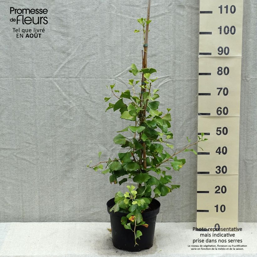 Esimerkki kesällä toimitetusta Neidonhiuspuu Autumn Gold Pot de 6L/7L-taimesta