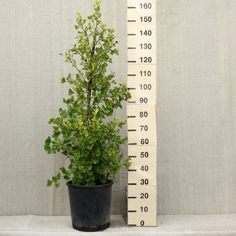 Esimerkki kesällä toimitetusta Neidonhiuspuu Eiffel Pot de 30L/35L-taimesta