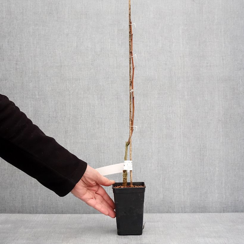 Esimerkki talvella toimitetusta Ginkgo Biloba fastigiata Gold Flame - Arbre aux quarante écus Pot de 1L/1,5L-taimesta