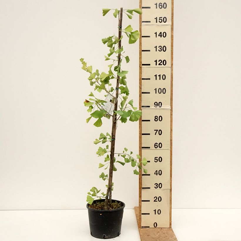 Esimerkki kesällä toimitetusta Neidonhiuspuu fastigiata Gold Flame Ruukku 7,5L / 10L-taimesta