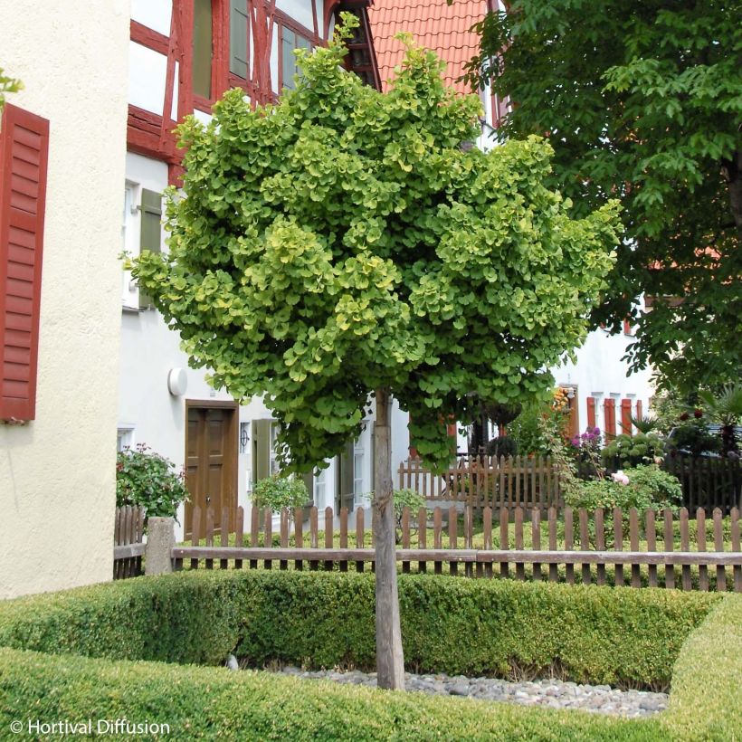 Neidonhiuspuu Globus (Kasvutapa)
