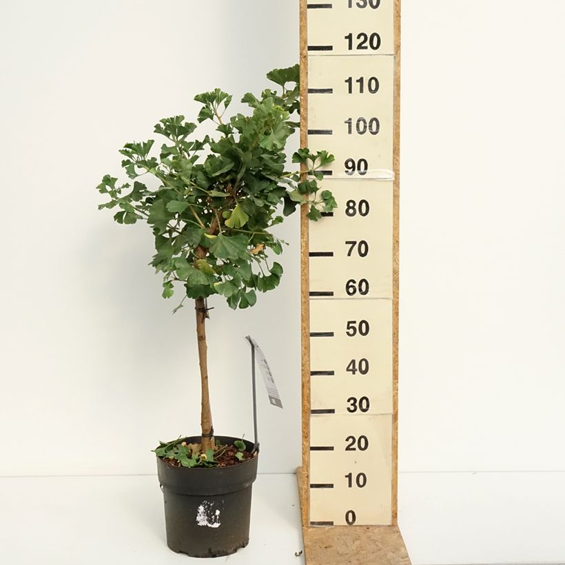 Esimerkki kesällä toimitetusta Neidonhiuspuu Mariken Ruukku 7,5L / 10L, Tige-taimesta