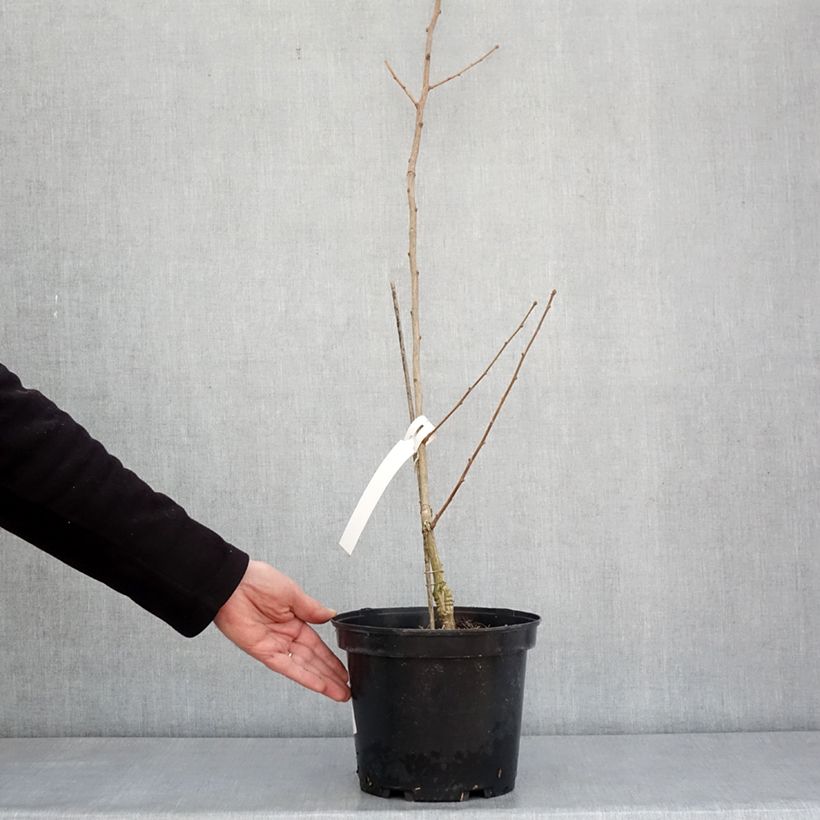 Esimerkki talvella toimitetusta Ginkgo biloba Menhir - Arbre aux quarante écus  Pot de 4L/5L-taimesta