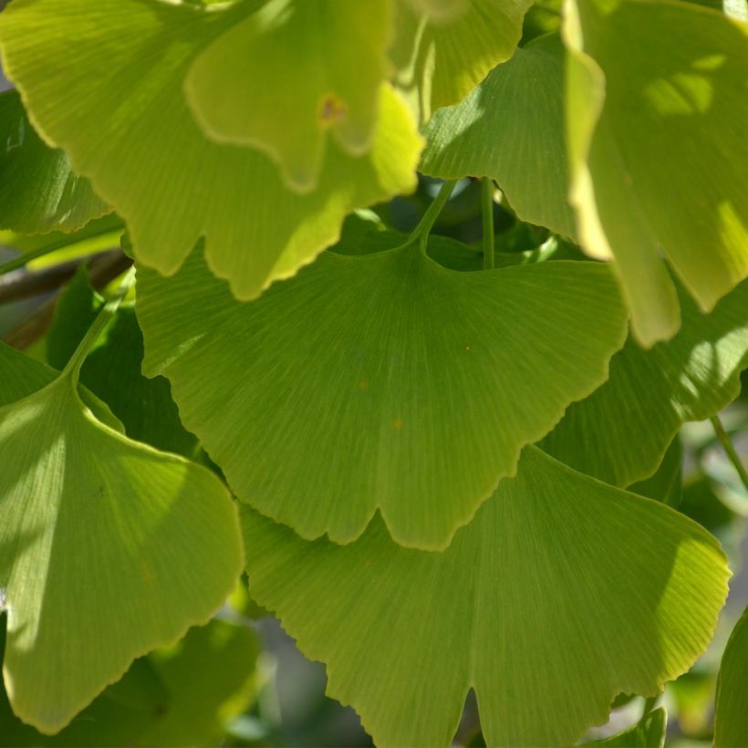 Neidonhiuspuu - Ginkgo biloba (Lehvistö)