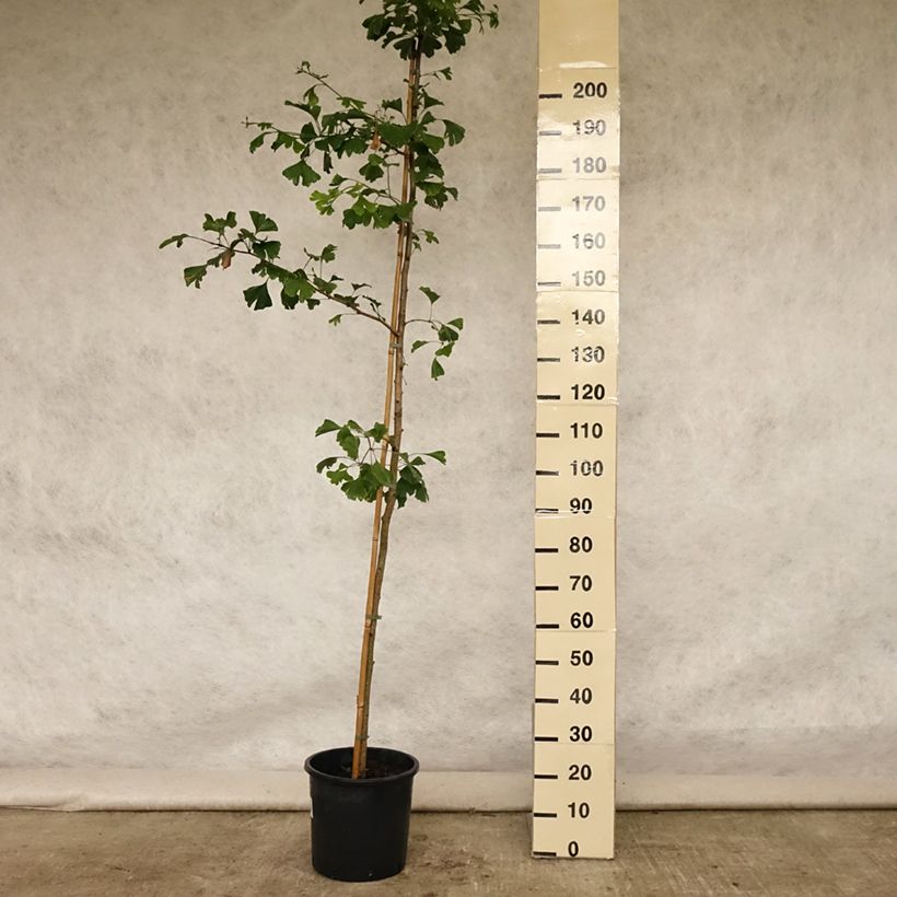 Esimerkki kesällä toimitetusta Neidonhiuspuu - Ginkgo biloba Ruukku 6L / 7L-taimesta