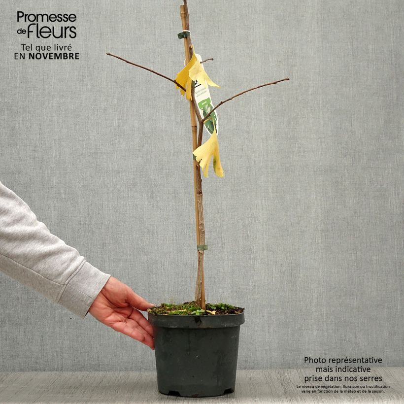 Esimerkki syksyllä toimitetusta Neidonhiuspuu - Ginkgo biloba 2 litran/3 litran ruukku-taimesta