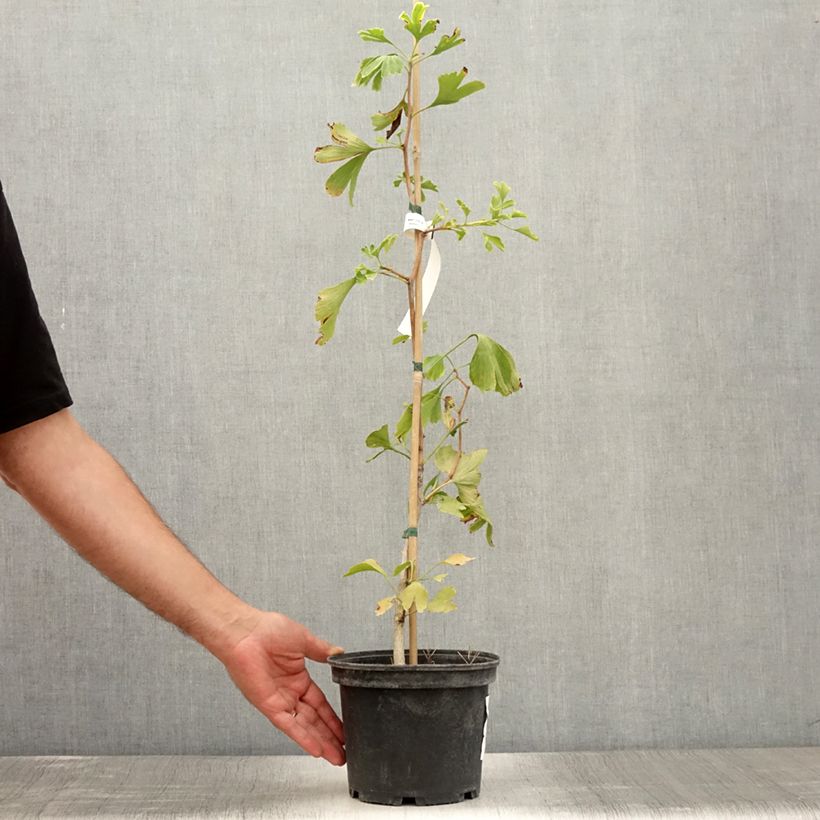 Esimerkki kesällä toimitetusta Neidonhiuspuu - Ginkgo biloba Ruukku 2L / 3L-taimesta