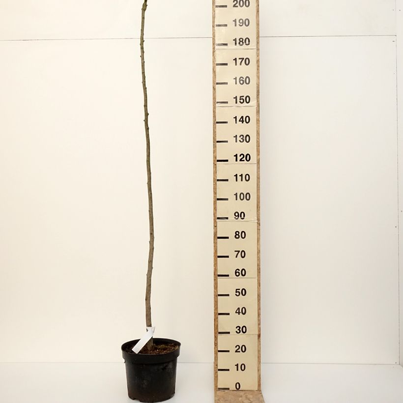 Esimerkki talvella toimitetusta Neidonhiuspuu Pendula 12 litran/15 litran ruukku, Runko-taimesta