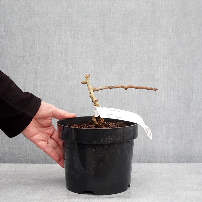 Esimerkki talvella toimitetusta Ginkgo biloba Troll - Arbre aux quarante écus nain Pot de 2L/3L-taimesta
