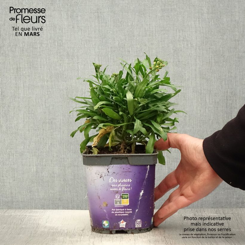 Esimerkki keväällä toimitetusta Kultalakka Spice Island Pot de 2L/3L-taimesta